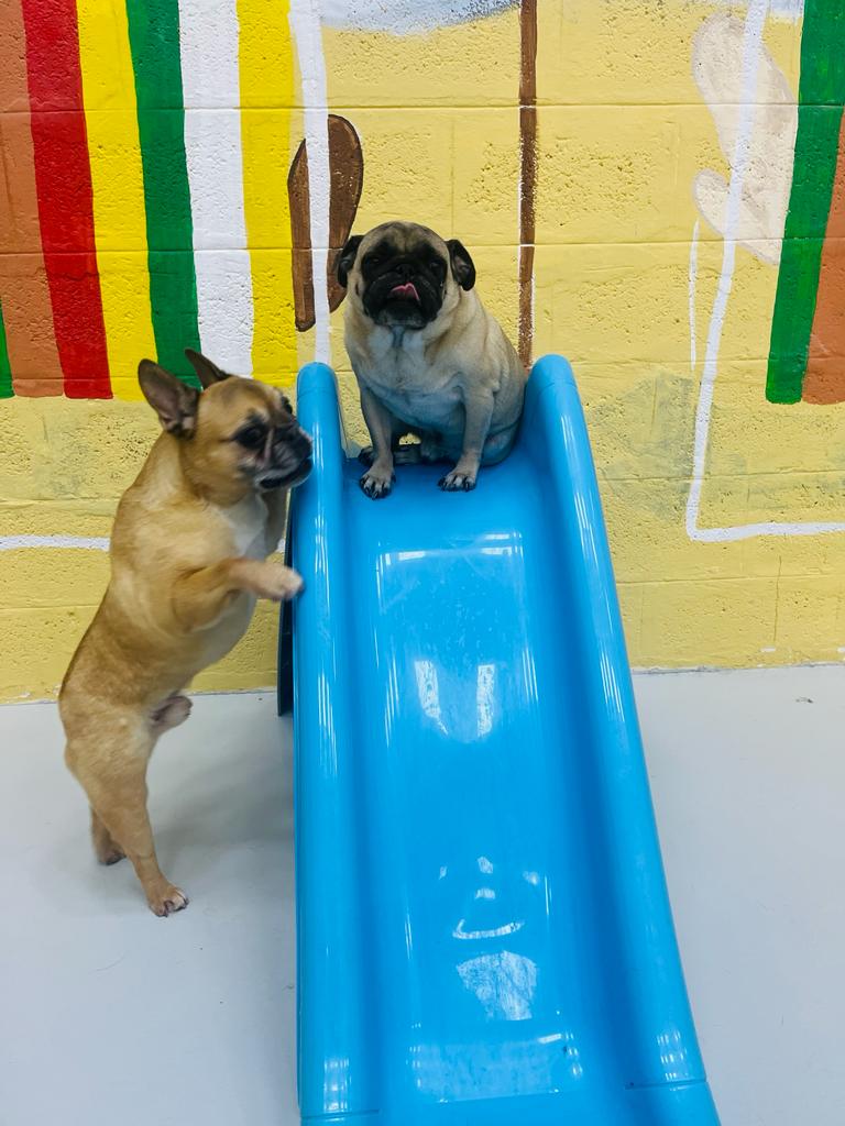 My Buddy Pet Care Best pet care in Dubai